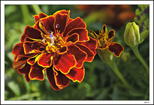 Jeweled Marigold II