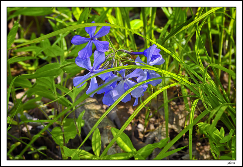 Shy Phlox