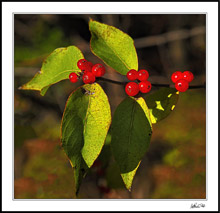 Radiant Berries I