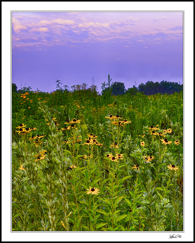 Purple Sky Susans