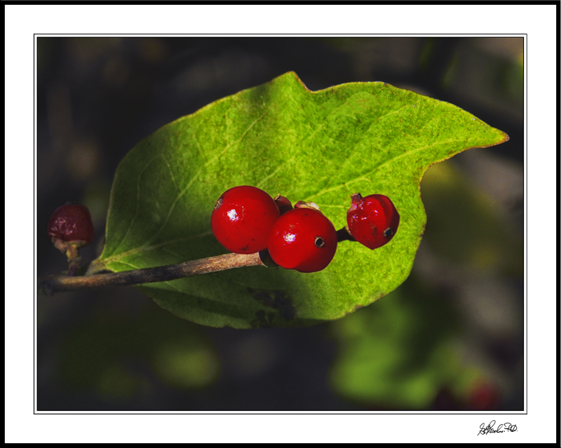 Radiant Berries II