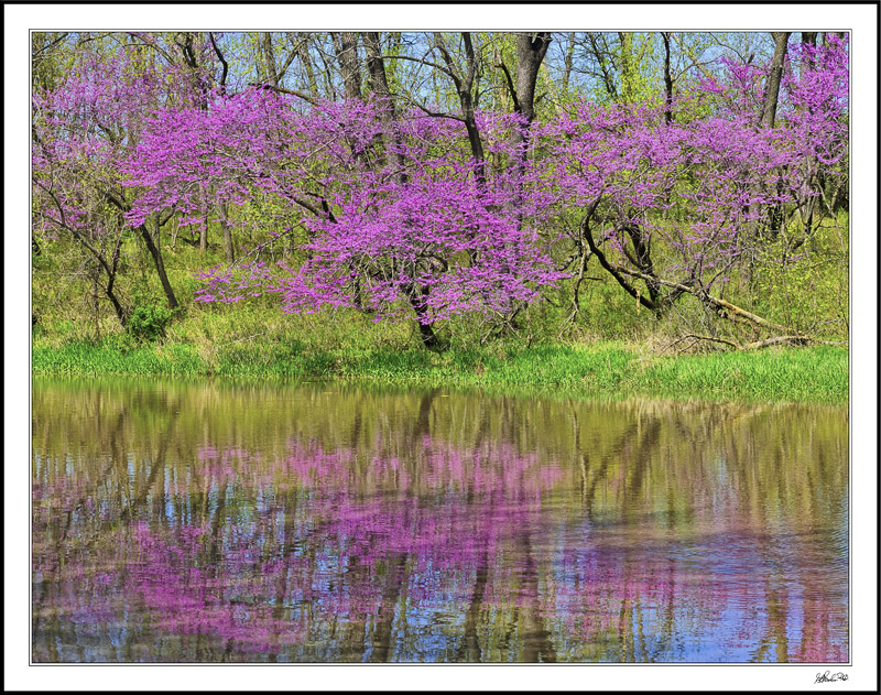 Red Bud Reflections