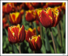 Bursting Tulips