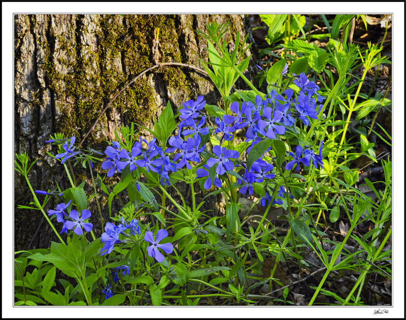 Dancing Phlox