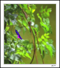 Morning Glory Butterfly