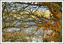 Winter Oak's Gordian Knots Reach Across The Horizon