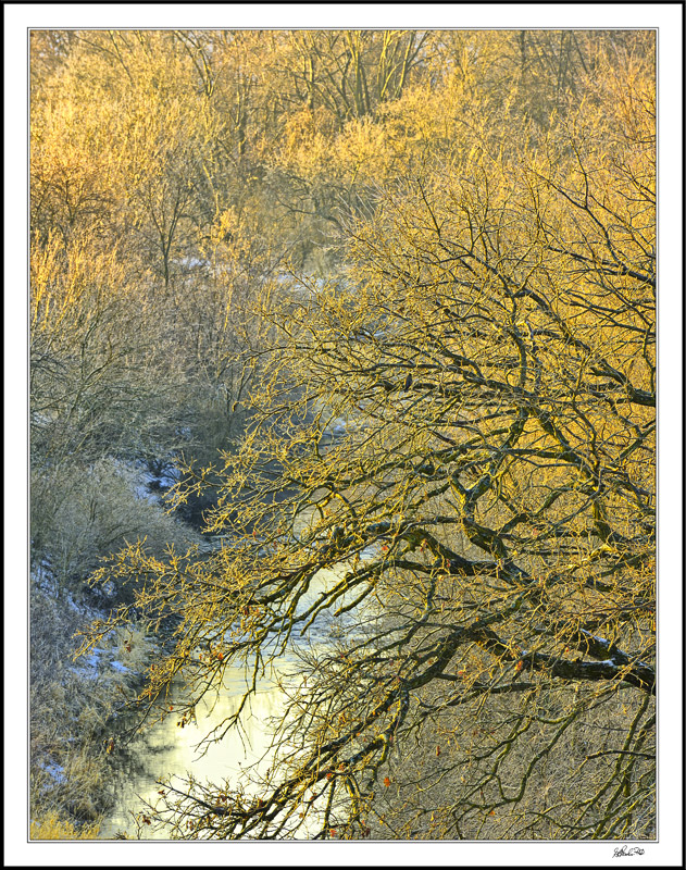 Frosted Limbs Radiate Dawn's Warmth