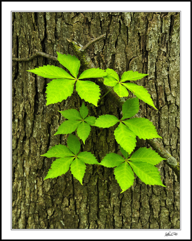 Virginia Creeper Symmetry