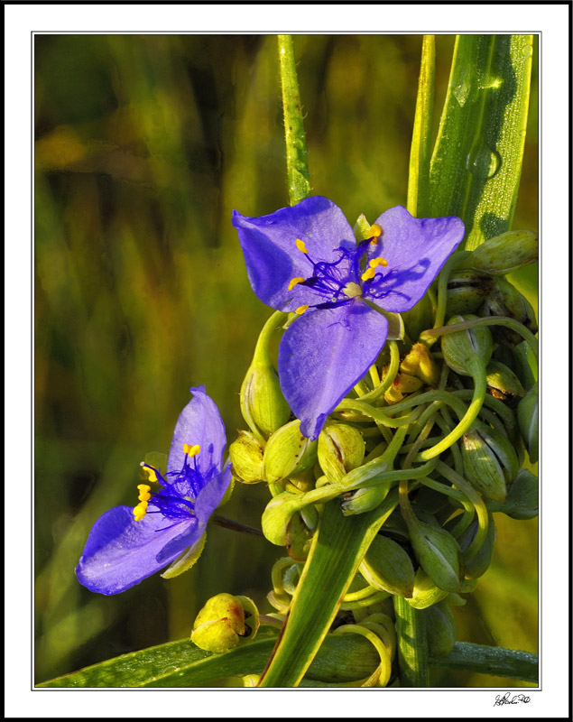 Dewy Spiderwort