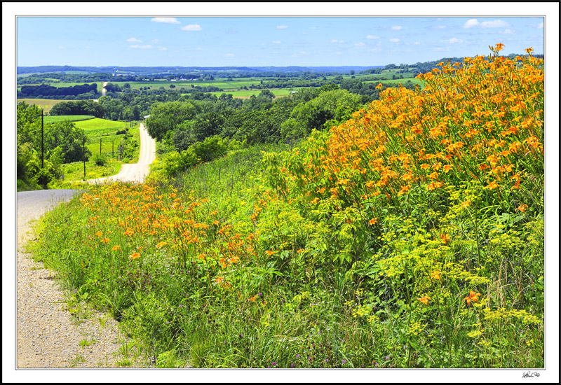 Ditch Lily Overlook