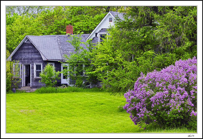 Abandoned, Transformed By Lilacs