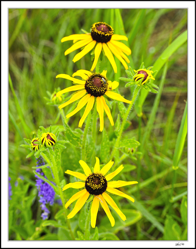 Trio Awaiting Friendly Bees