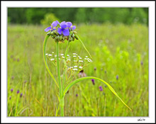 Spiderwort Shephard's Hook Frame
