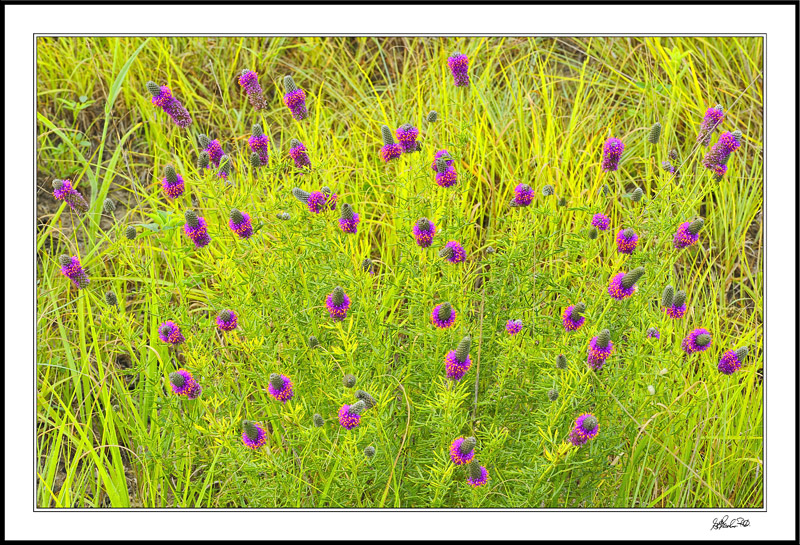 Purple Buckhorn Explosion
