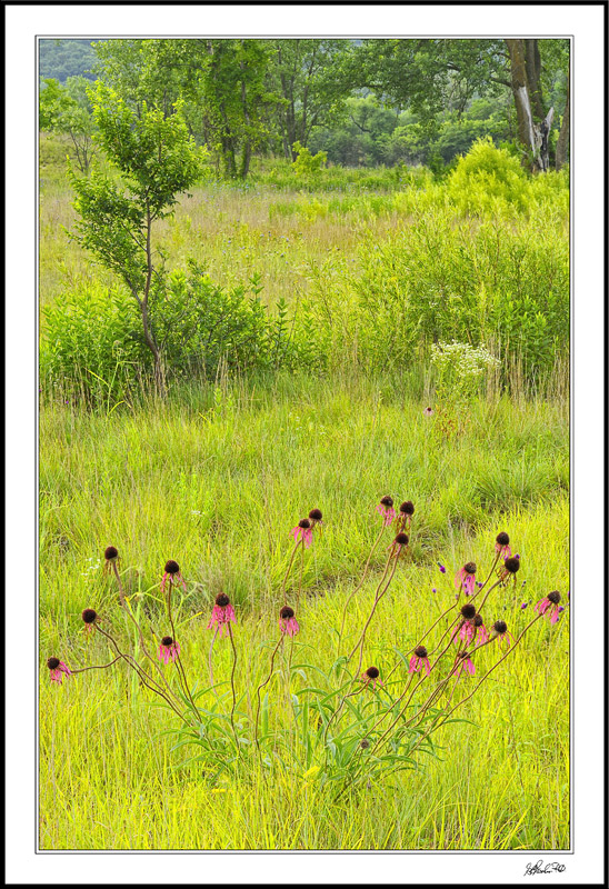 Colorful Coneflower Straggle
