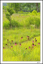 Colorful Coneflower Straggle
