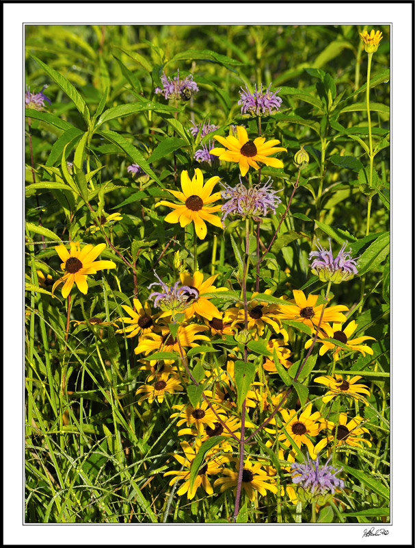 Black Eyed Susans With Wild Bergamot Accents
