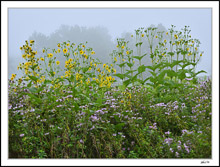 Maximilian Sunflowers And Wild Bergamot Display II
