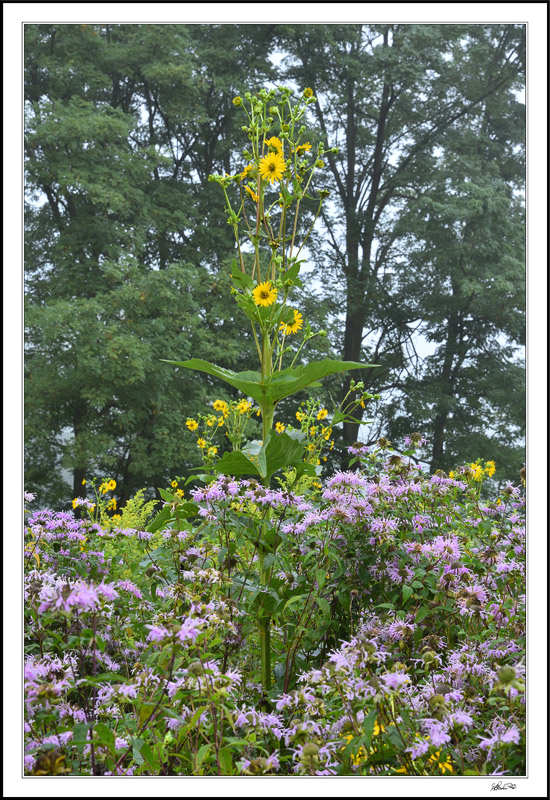 Maximilian Sunflowers And Wild Bergamot Display III
