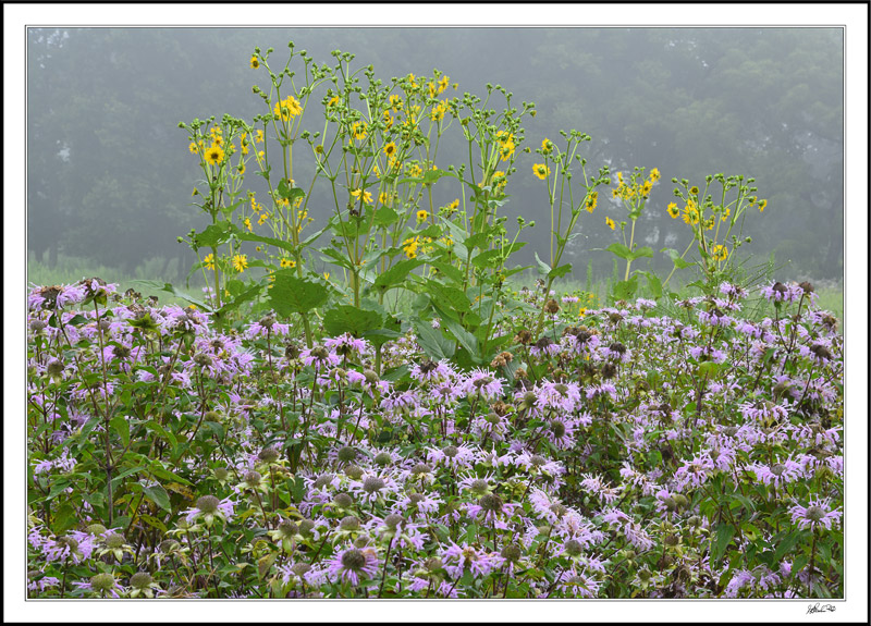 Maximilian Sunflowers And Wild Bergamot Display I
