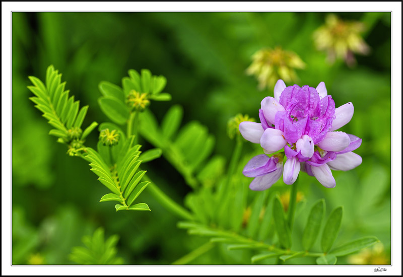 Closeup Beauty Of The Humble Red Clover III
