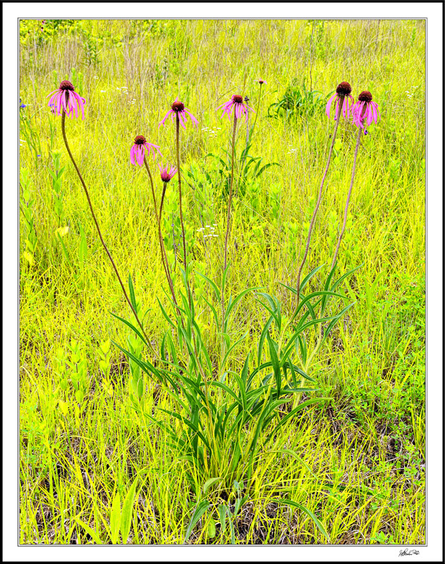 Purple Coneflower Beauty
