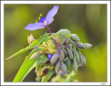 Delicate Spiderwort Blossom
