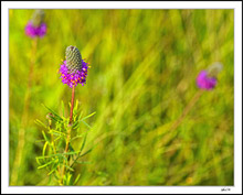 Purple Buckhorn
