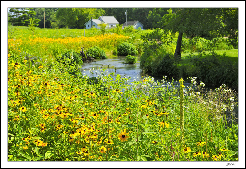 Maximilians On The Bank Of Trout Run Creek
