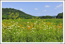 Wildflower Valance
