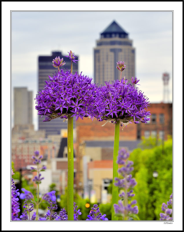 Capitol Towers