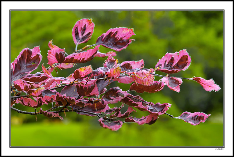 Crimson Bough