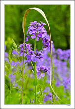 Shepherd's Hook Phlox