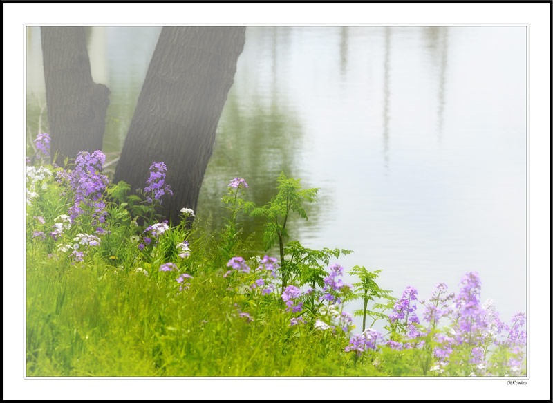 Misty Bank in Bloom