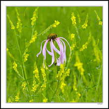 Pale Blue Coneflower on a Yellow Field