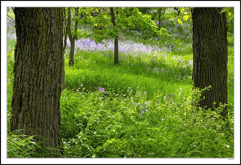 Phlox Mist Hillside