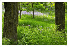 Phlox Mist Hillside