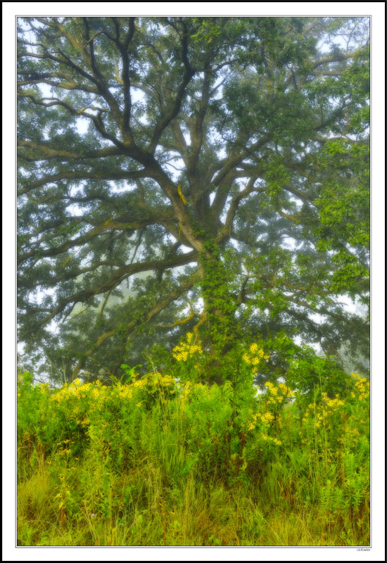 Hickory Bower Shelters Sunflowers