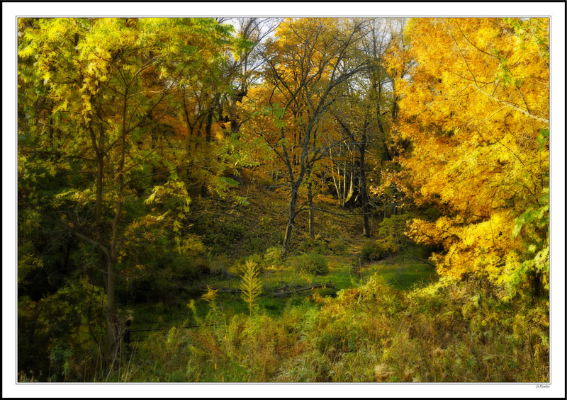 Beckoning Grove