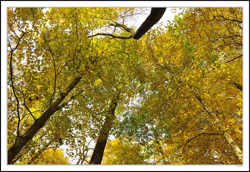 Canopy and Struts