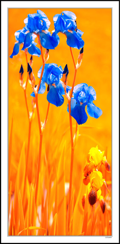 Irises In A Citrus Garden