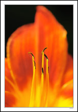 Flaming Lily