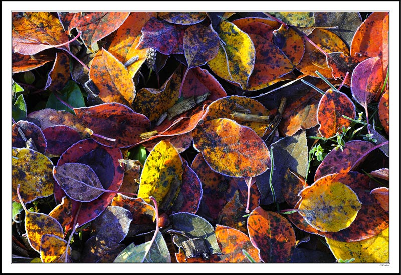 Frosted Potpourri