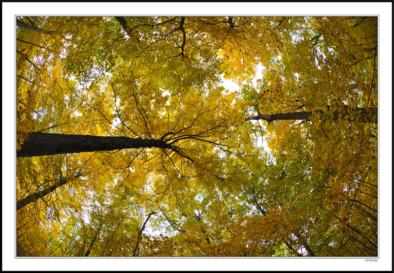 Experiencing An Autumn Sky