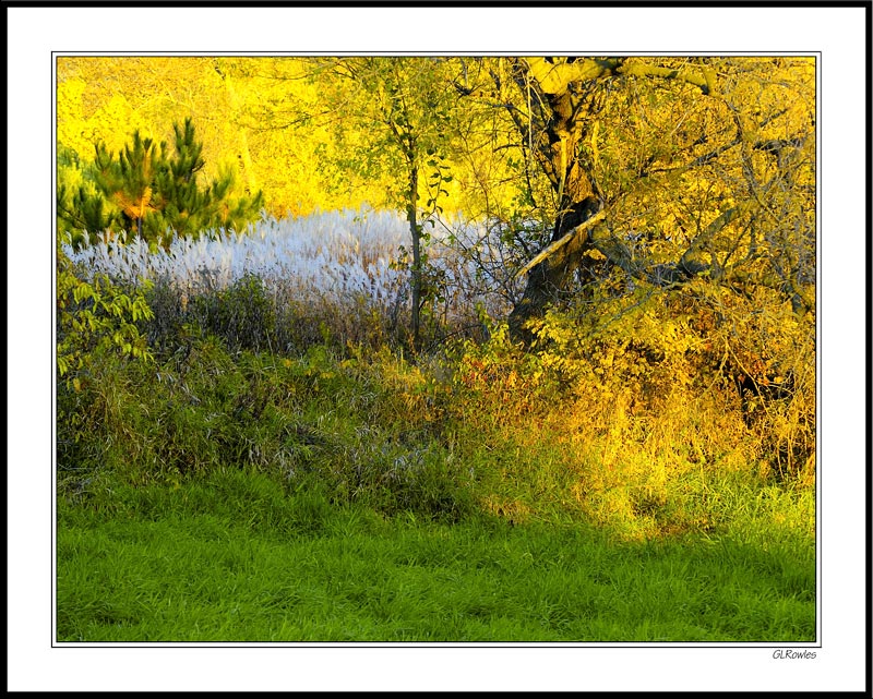 Brilliante Foliage Bower