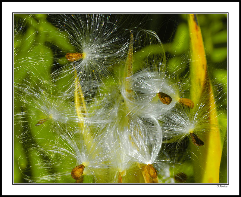 Dancing Whisps Of Light