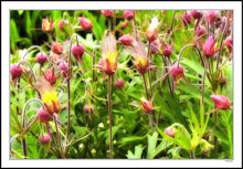 Prairie Smoke