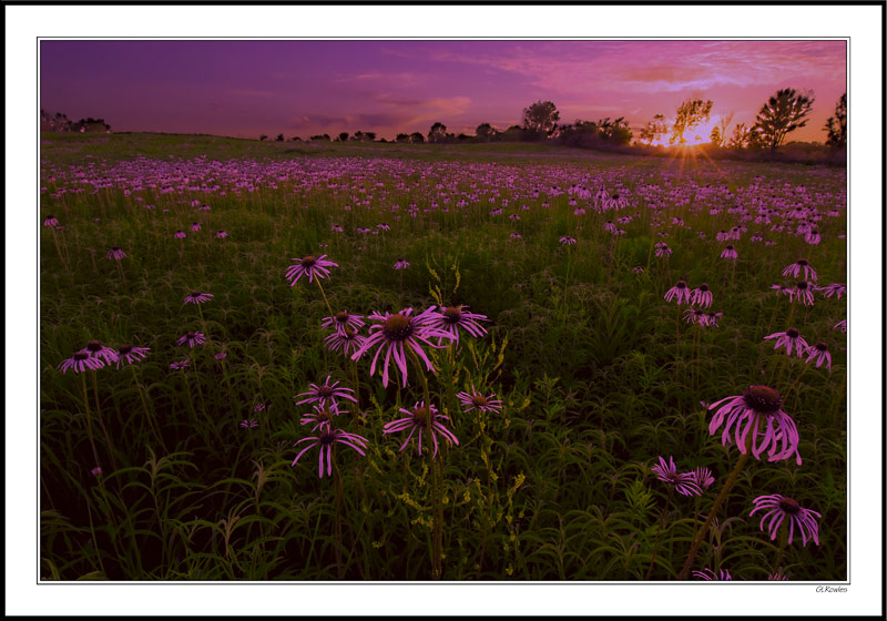 Lavender Planet