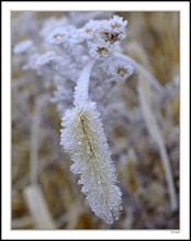 Winter Blossoms I