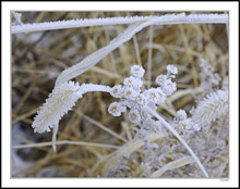 Winter Blossoms II